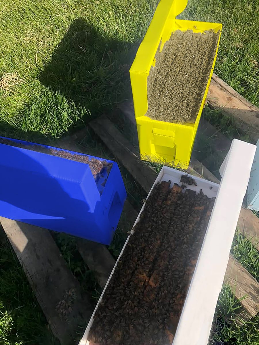 Our 5-frame nucs full of Italian honey bees