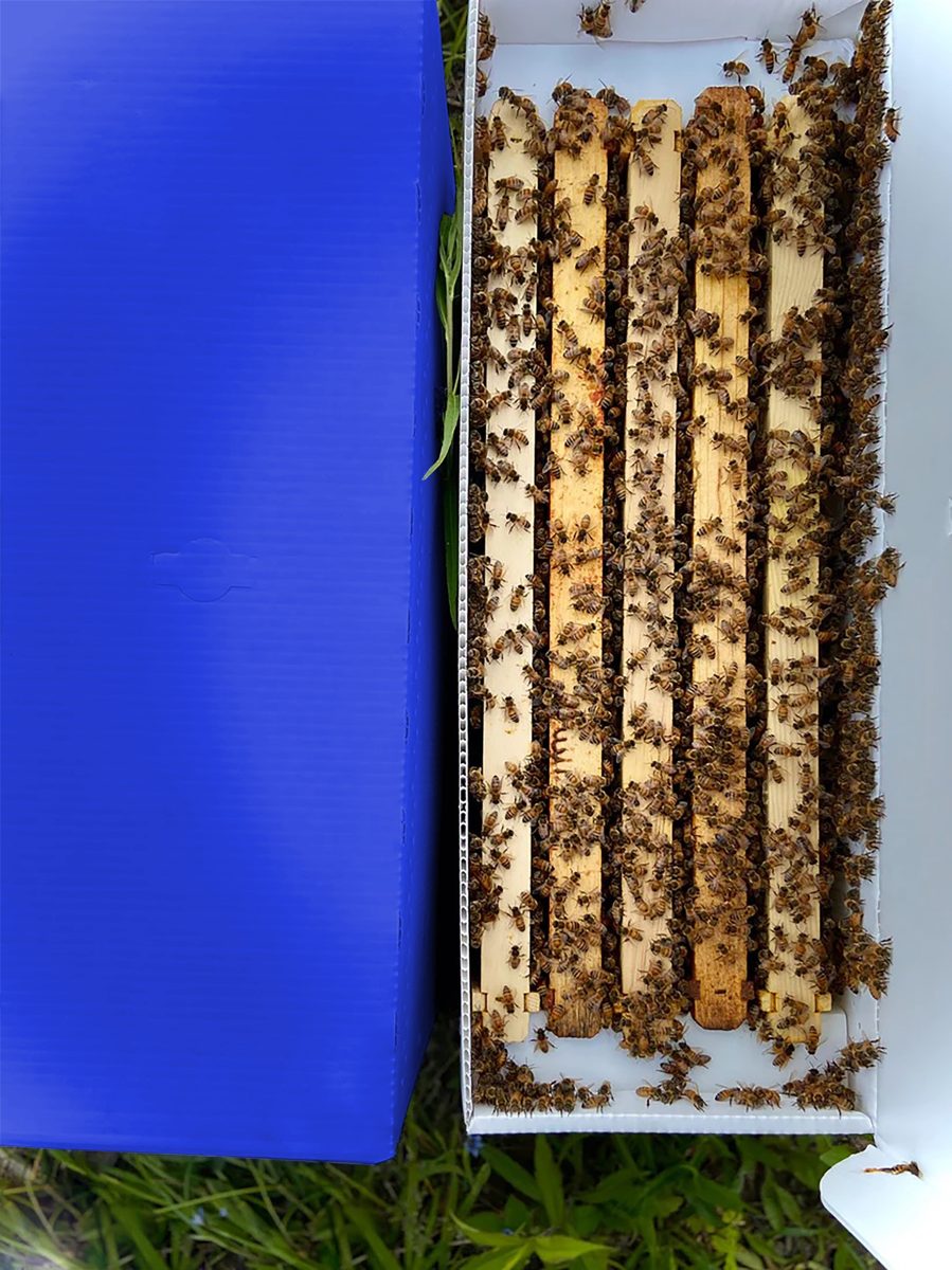 Five frames of honey bees in one of our nuc boxes