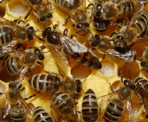 Honey bees on comb